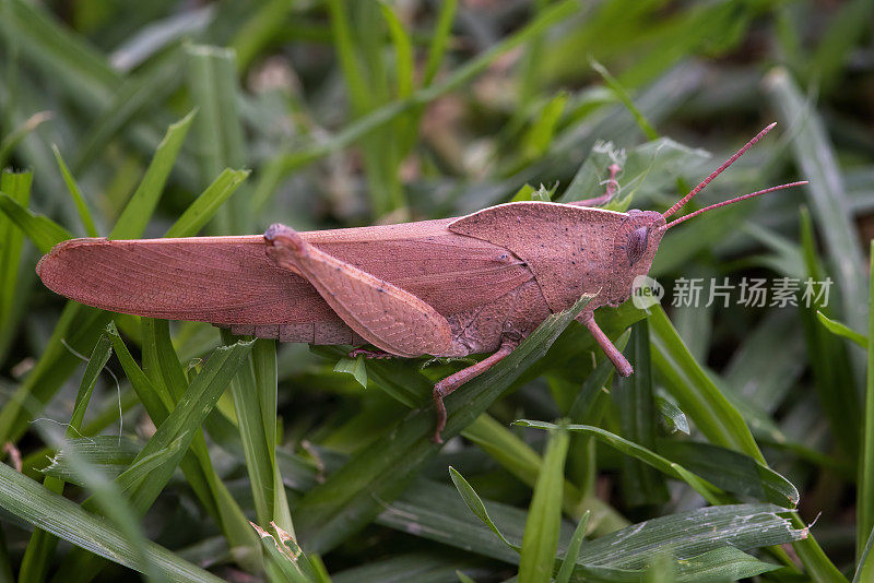 仿Gumleaf Grasshopper (Goniaea opomaloides)